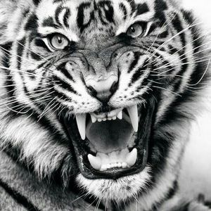 Meet your Posher, Adrian