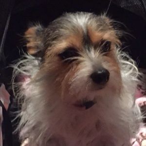 Meet your Posher, Debbi