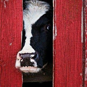 Meet your Posher, Dorothy