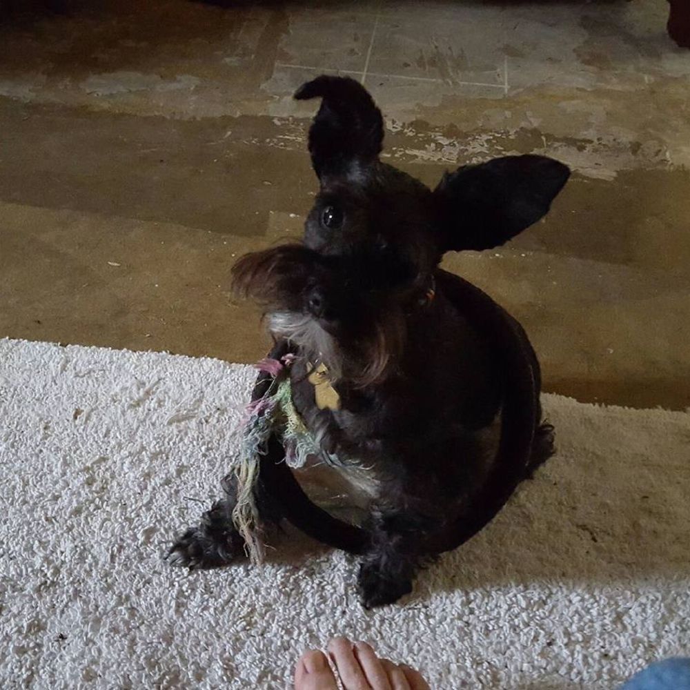 Meet your Posher, Bridgett