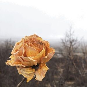 Meet your Posher, Alanna