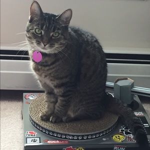 Meet your Posher, Missy