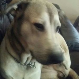 Meet your Posher, Ama