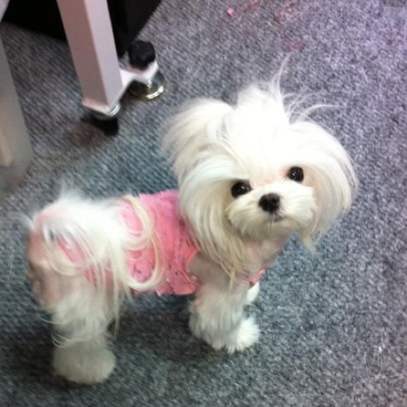 Meet your Posher, Faith - Picture 2 of 3