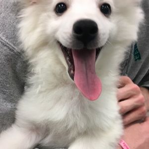 Meet your Posher, Sam