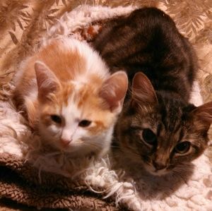 Meet your Posher, Laura