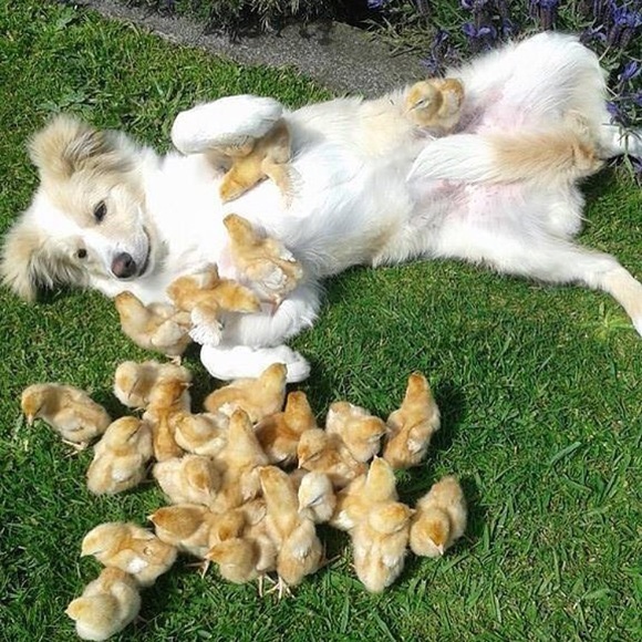 LIKE, FOLLOW, SHARE   PLAY THE SHARE GAME NOW! - Picture 3 of 7