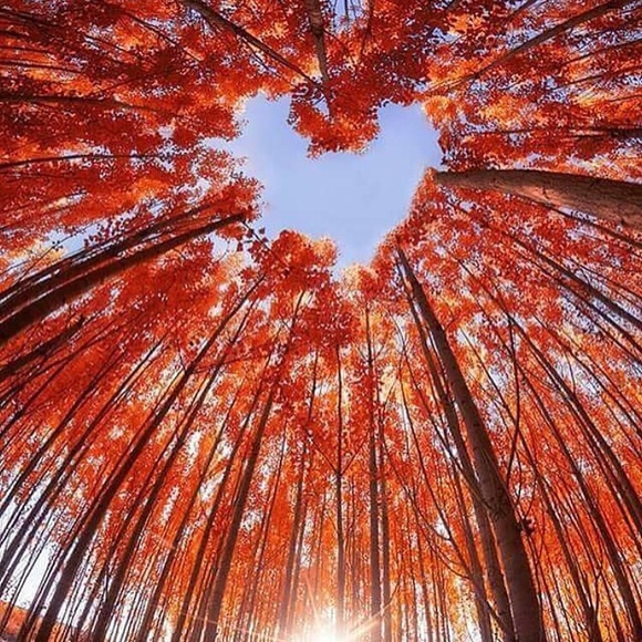 LIKE, FOLLOW, SHARE   PLAY THE SHARE GAME NOW! - Picture 4 of 7