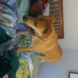 Meet your Posher, Ronin