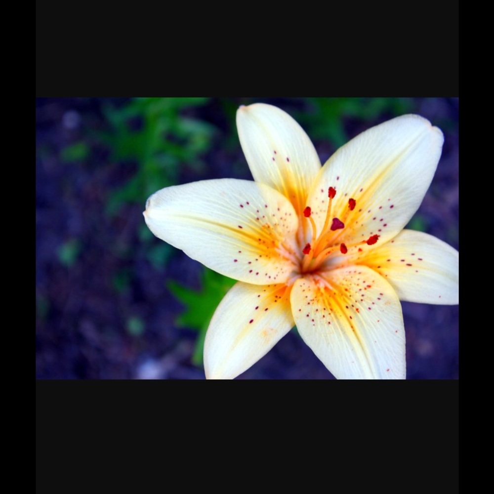 Meet your Posher, Michelle