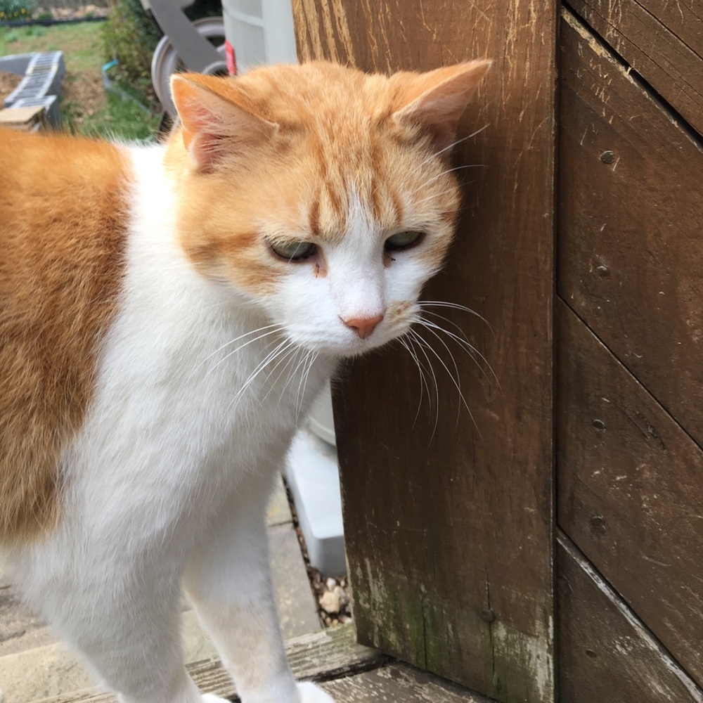 Meet your Posher, Janet