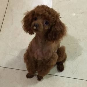 Meet your Posher, Sun