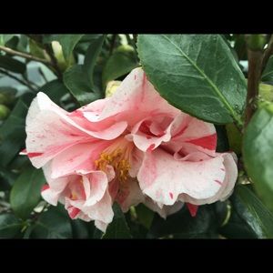 Meet your Posher, Joyce