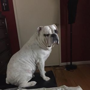 Meet your Posher, Wanda