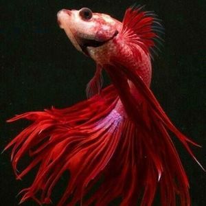 Meet your Posher, Cassie