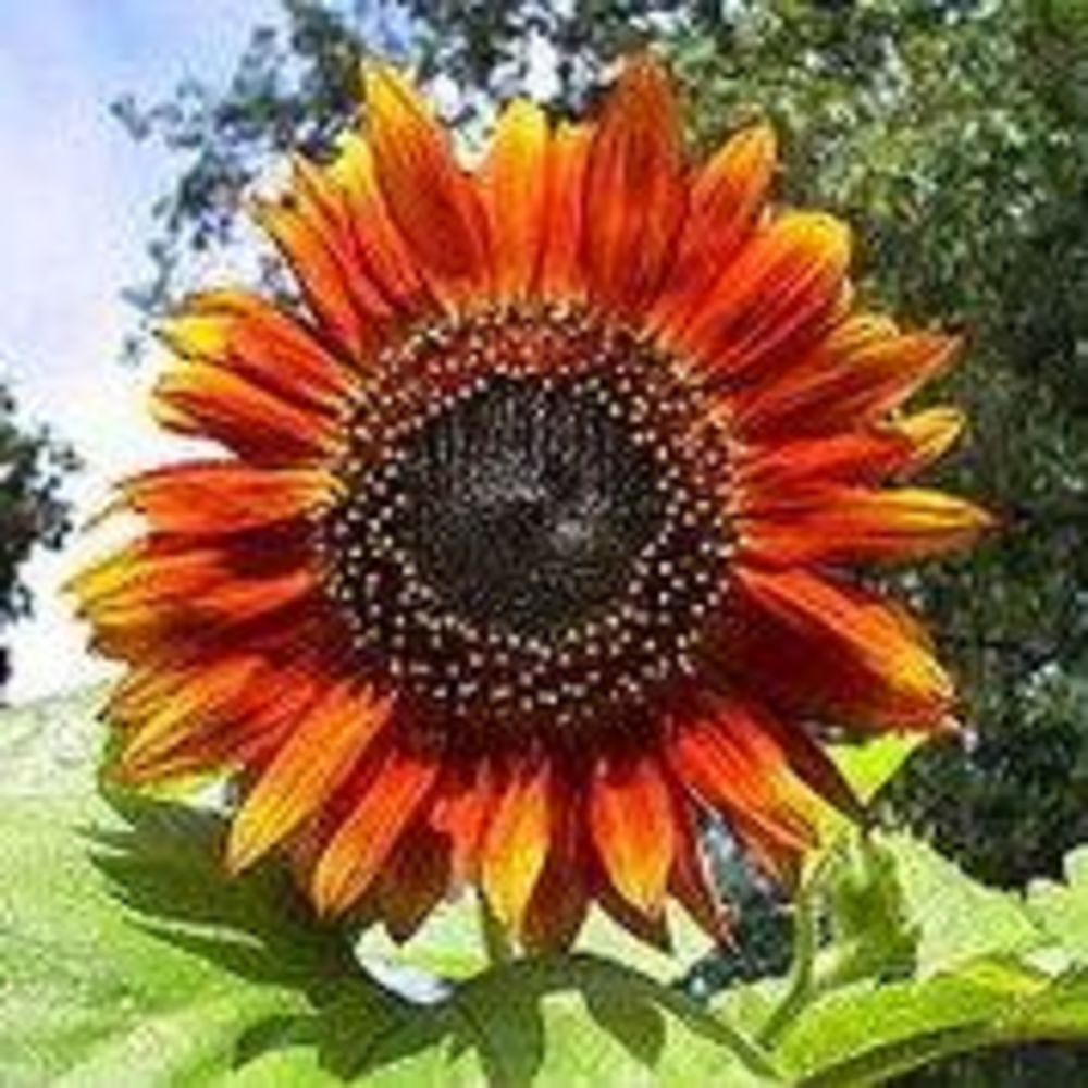 Meet your Posher, Lucinda