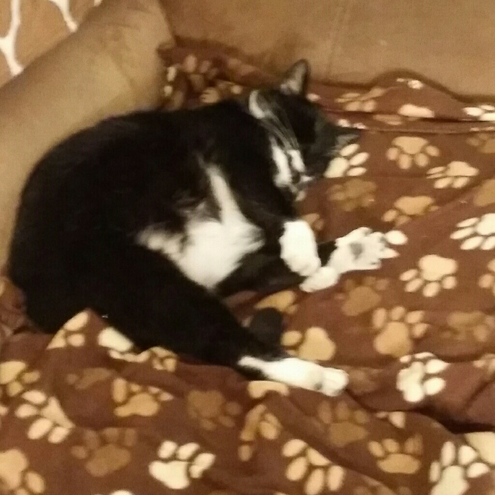 Meet your Posher, Amy