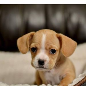 Meet your Posher, Xee