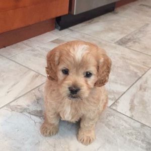 Meet your Posher, Chrissy