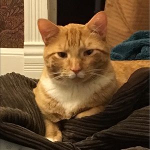 Meet your Posher, Shannon