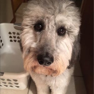 Meet your Posher, Audrey