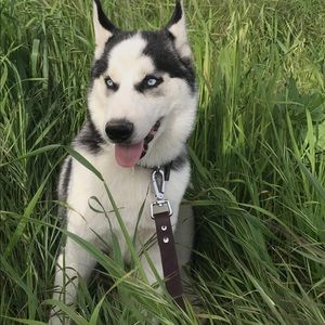 Meet your Posher, Izzy