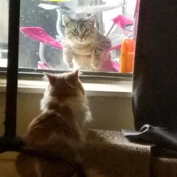 Meet your Posher, Vivian - Picture 1 of 1