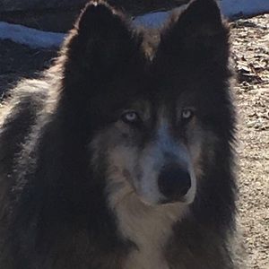 Meet your Posher, Bobbie