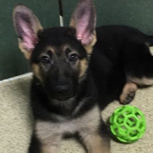 Meet your Posher, Austin