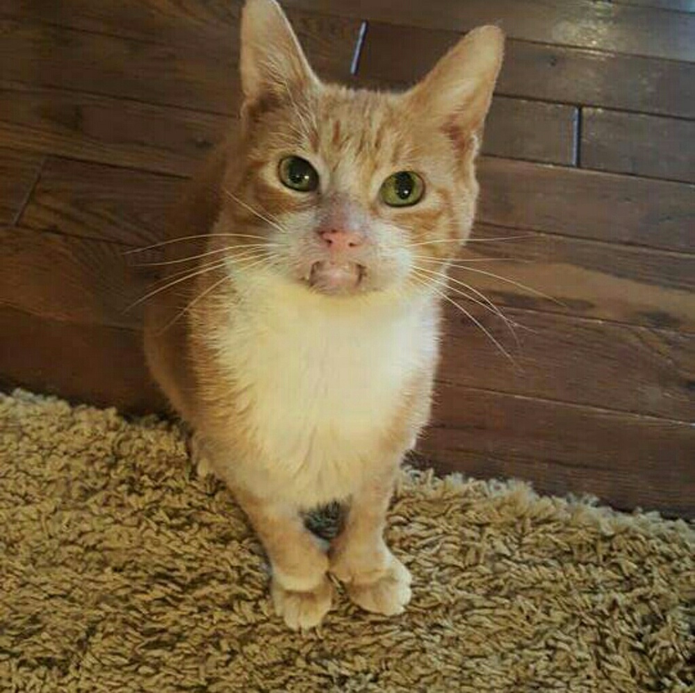 Meet your Posher, Robin