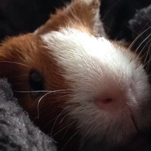 Meet your Posher, Sydney