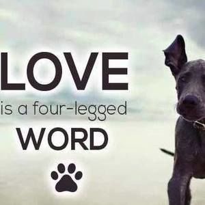 Meet your Posher, Laurie