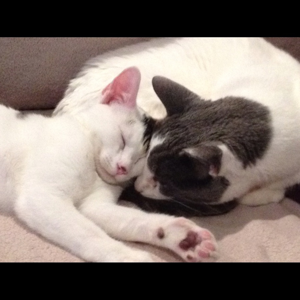 Meet your Posher, Erica