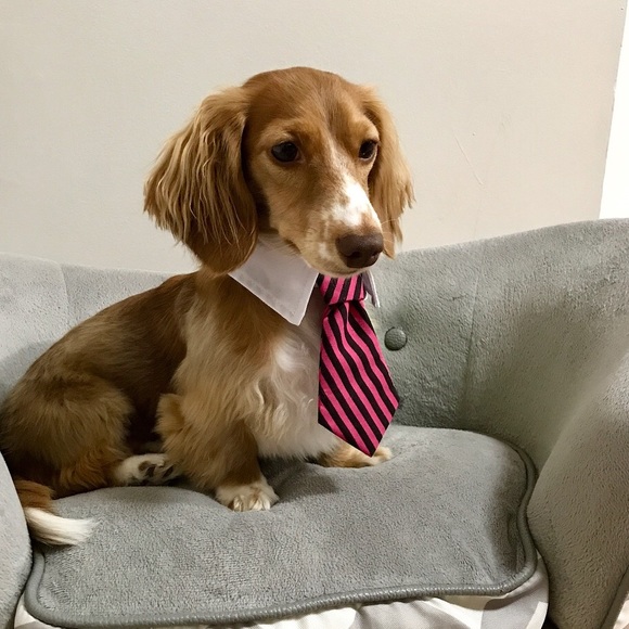 Meet your Posher, Gabriela and her assistant. - Picture 2 of 2