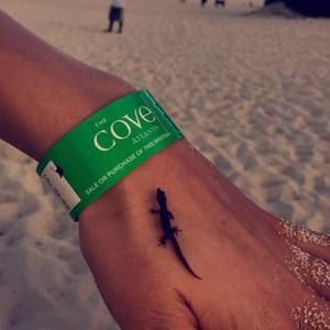 Meet your Posher, Carey