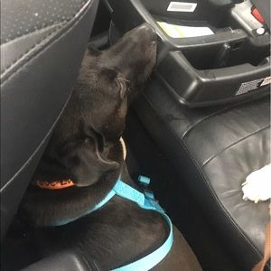 Meet your Posher, Maggie