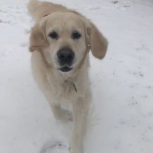 Meet your Posher, Sydney