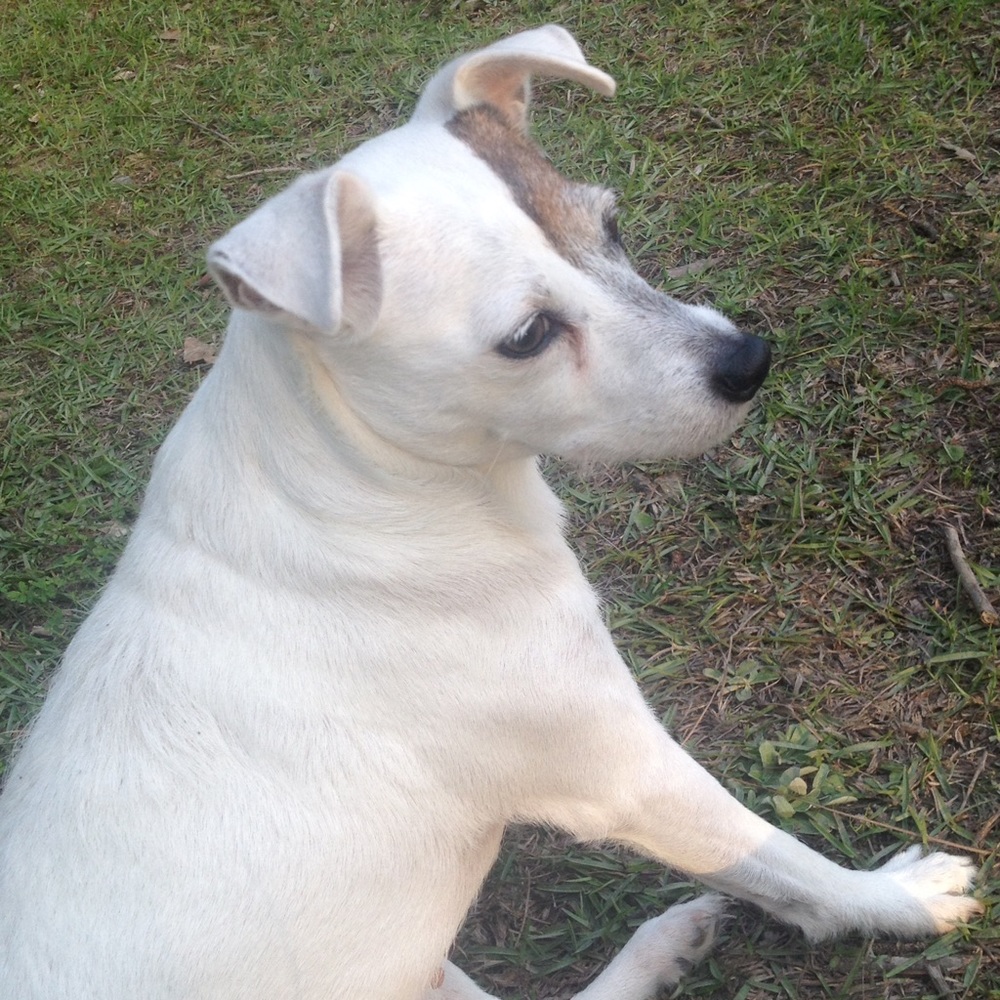Patches, My Dog
