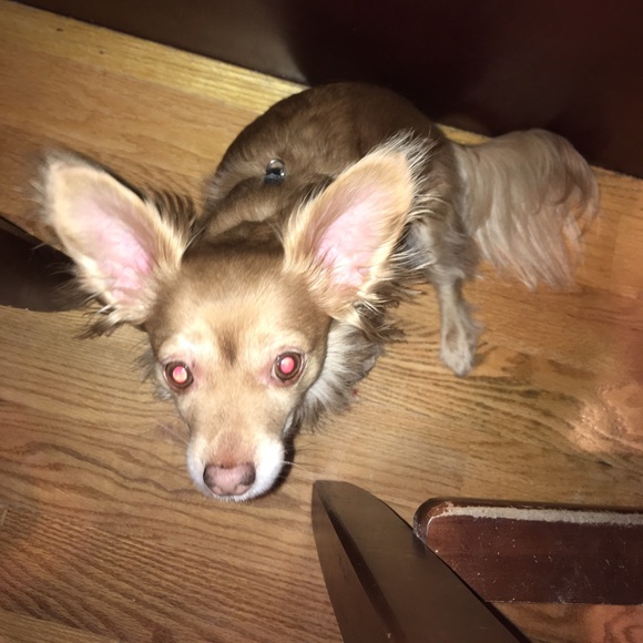 Meet your Posher, Amy - Picture 5 of 7