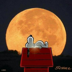 Meet your Posher, Carolina