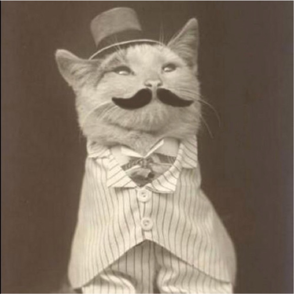 mustache cat says hi