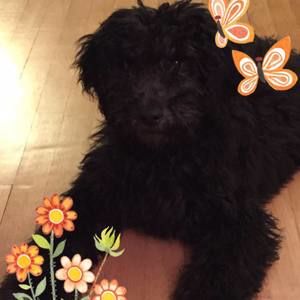 Meet your Posher, Amanda