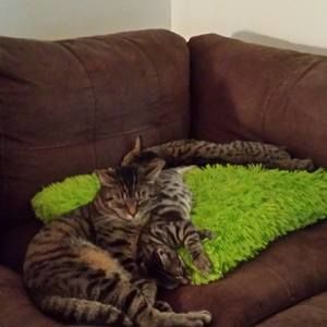 Meet your Posher, Lisa