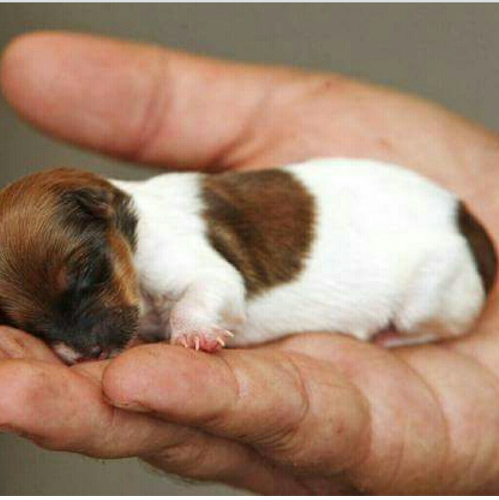 Meet your Posher, Patrick