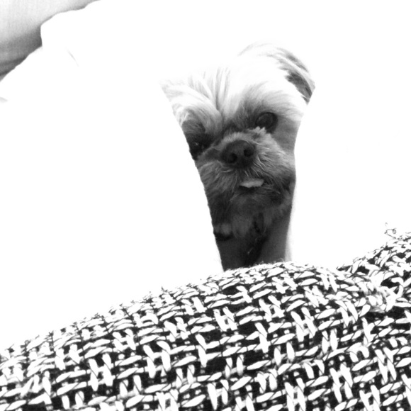 Meet your Posher, Suzanne! - Picture 3 of 3