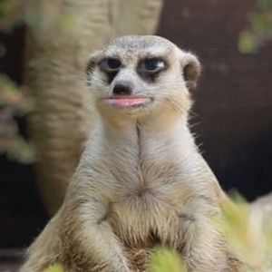 Meet your Posher, Ian