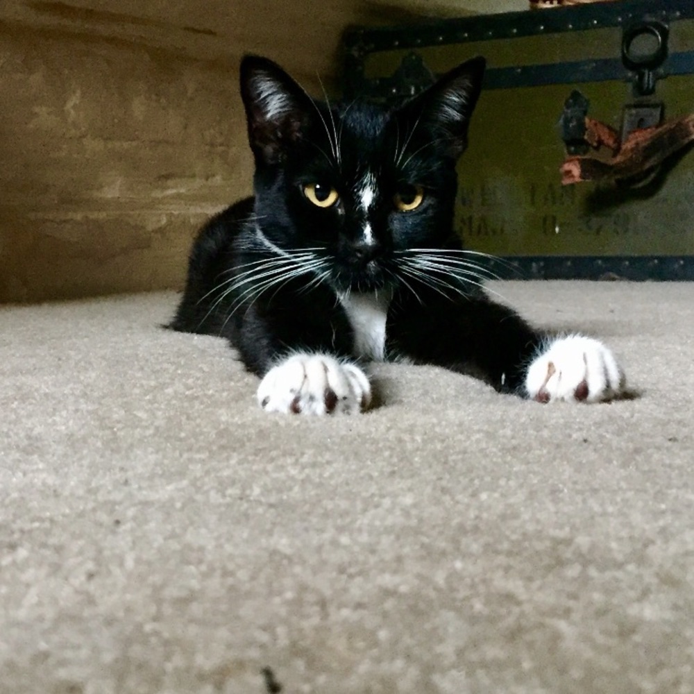 Meet the Posh baby - Foxtrot