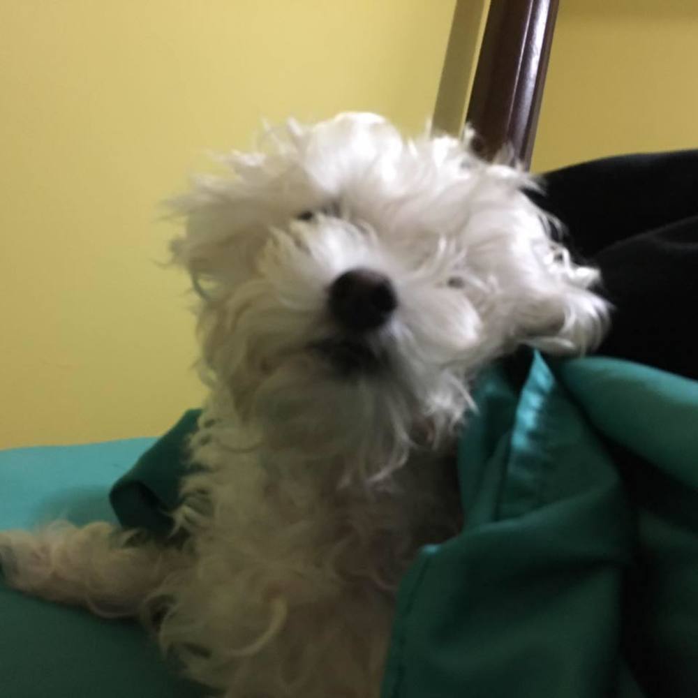 Meet your Posher, Janet