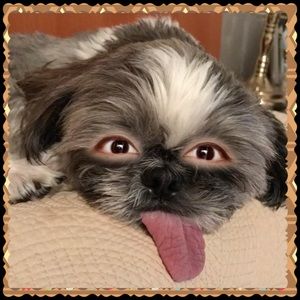 Meet your Posher, Smile