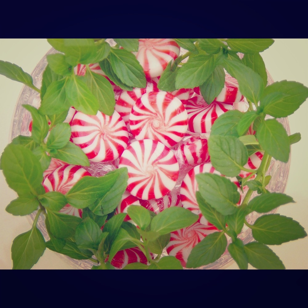 Peppermint - SqueezeMeSugar 🌻